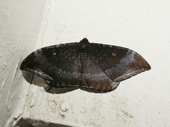 Cyclidia orciferaria