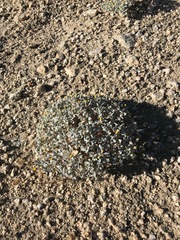 Psathyrotes ramosissima