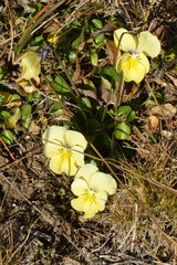 Viola altaica