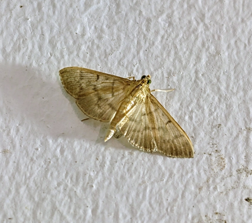 Herpetogramma piasusalis