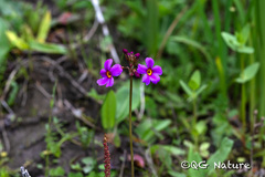 Primula poissonii