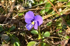 Viola altaica