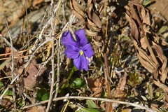 Viola altaica