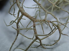 Usnea flavocardia