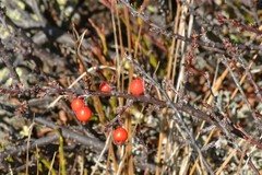 Cotoneaster uniflorus