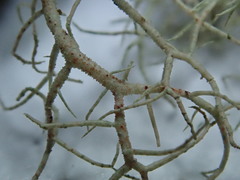 Usnea flavocardia