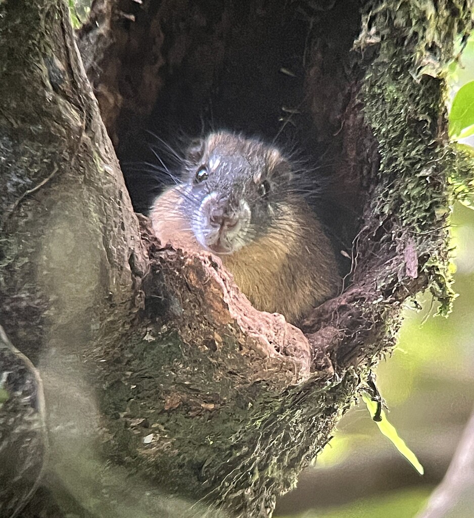 Rufous Soft-Furred Spiny-Rat