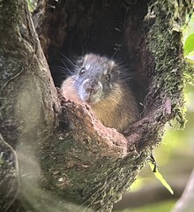 Rufous Soft-Furred Spiny-Rat photo 1