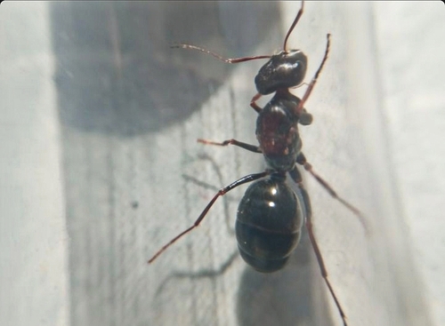 Cataglyphis albicans