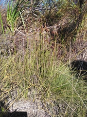 Nevillea obtusissima