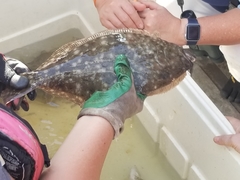 Paralichthys lethostigma