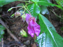 Impatiens textorii
