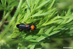 Deltaspiopsis variabilis