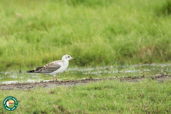 Chroicocephalus cirrocephalus
