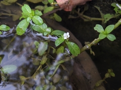 Limnophila