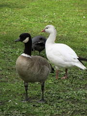 Branta hutchinsii leucopareia