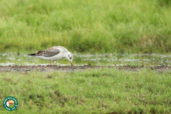 Chroicocephalus cirrocephalus