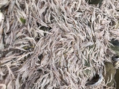 Nyctiphanes australis