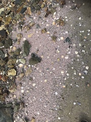 Nyctiphanes australis