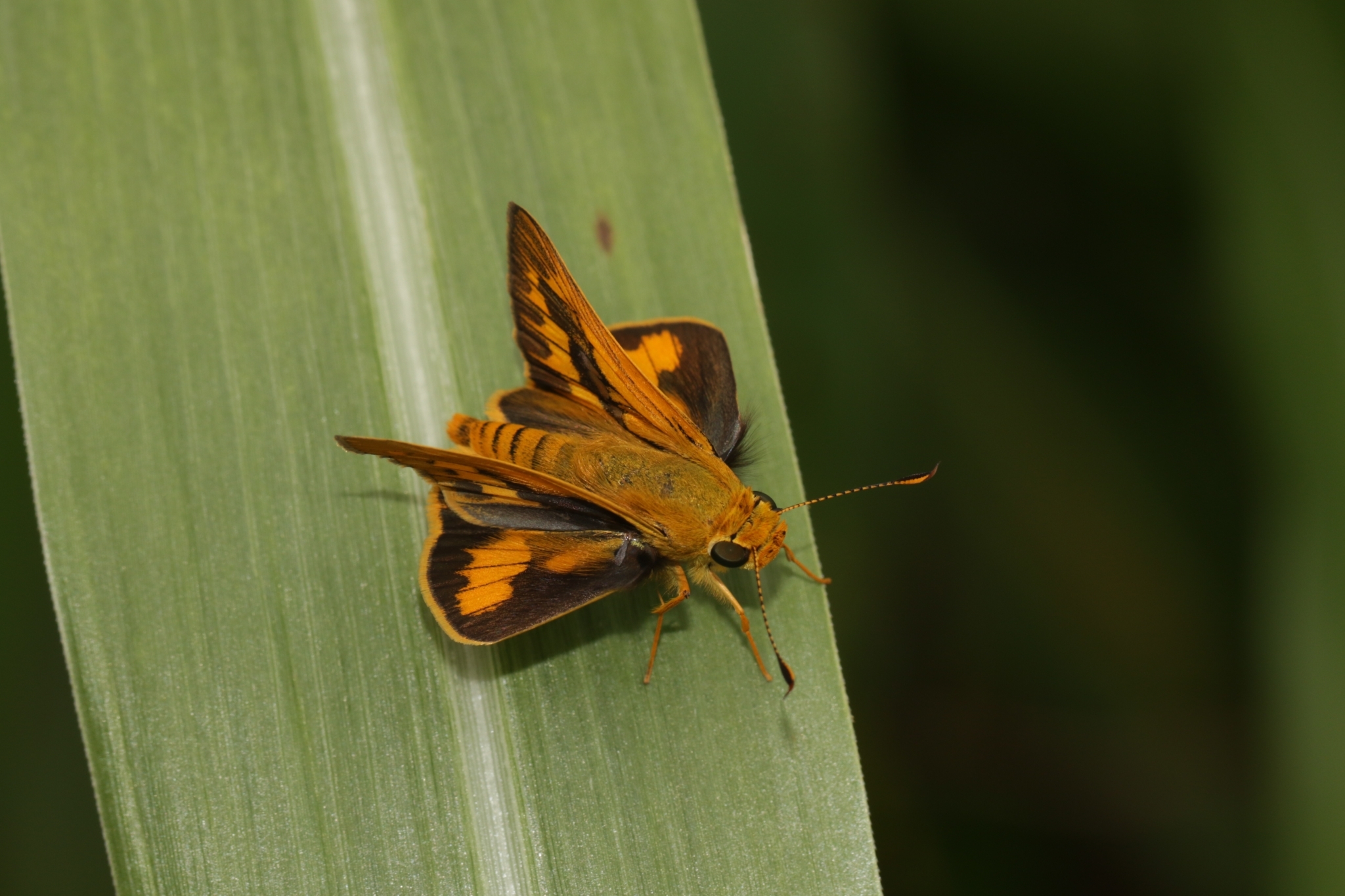 Pale Palm-Dart