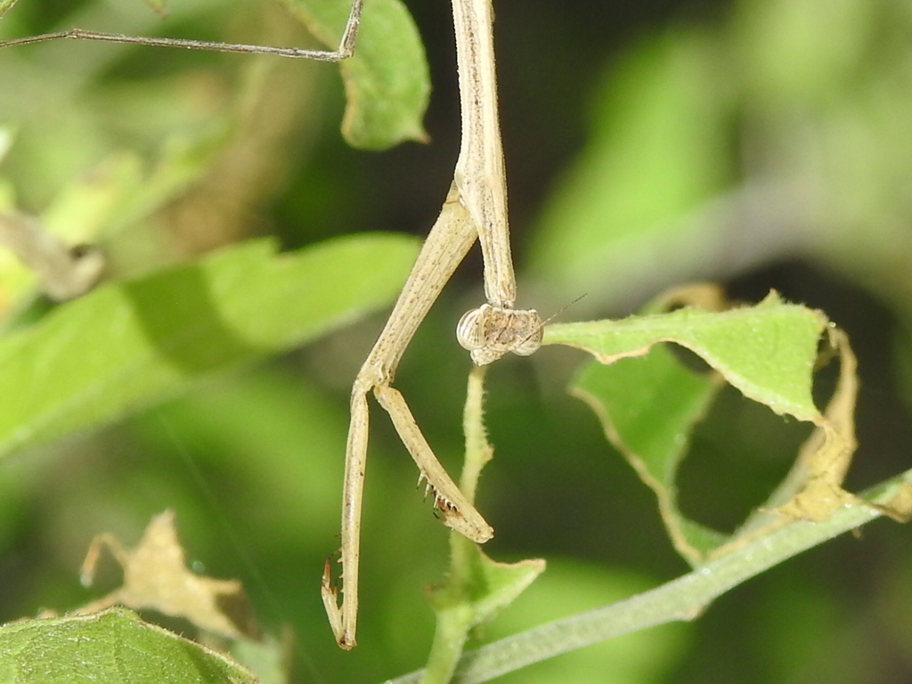 Bistanta mexicana