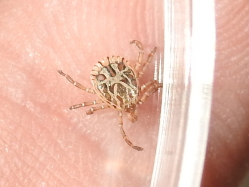 Cayenne Tick photo 4