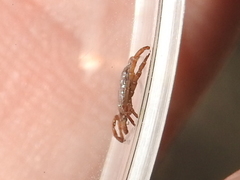 Amblyomma cajennense