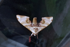 Daphnusa ocellaris