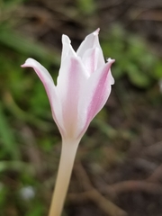 Zephyranthes chlorosolen
