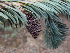 Abies guatemalensis