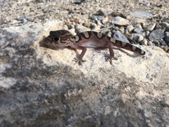 Coleonyx nemoralis