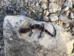 Coleonyx nemoralis