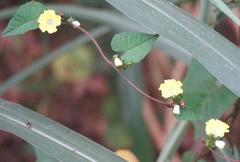 Merremia hederacea