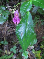 Impatiens textorii