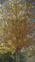 Populus deltoides wislizenii