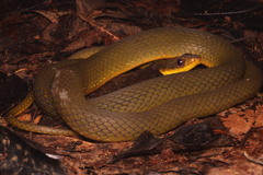 Esmarald Racer photo 5