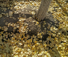 Populus deltoides wislizenii