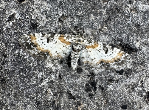Eupithecia albidulata