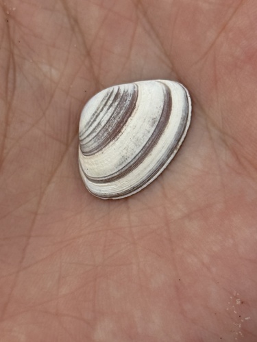 Elliptical Trough Shell, Strand Noord, The Hague, South Holland, NL, photo 9 of 10