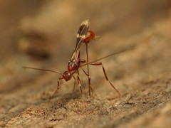 Doryctinae