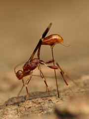 Doryctinae