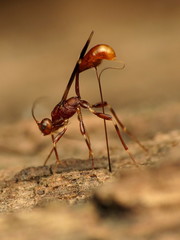 Doryctinae