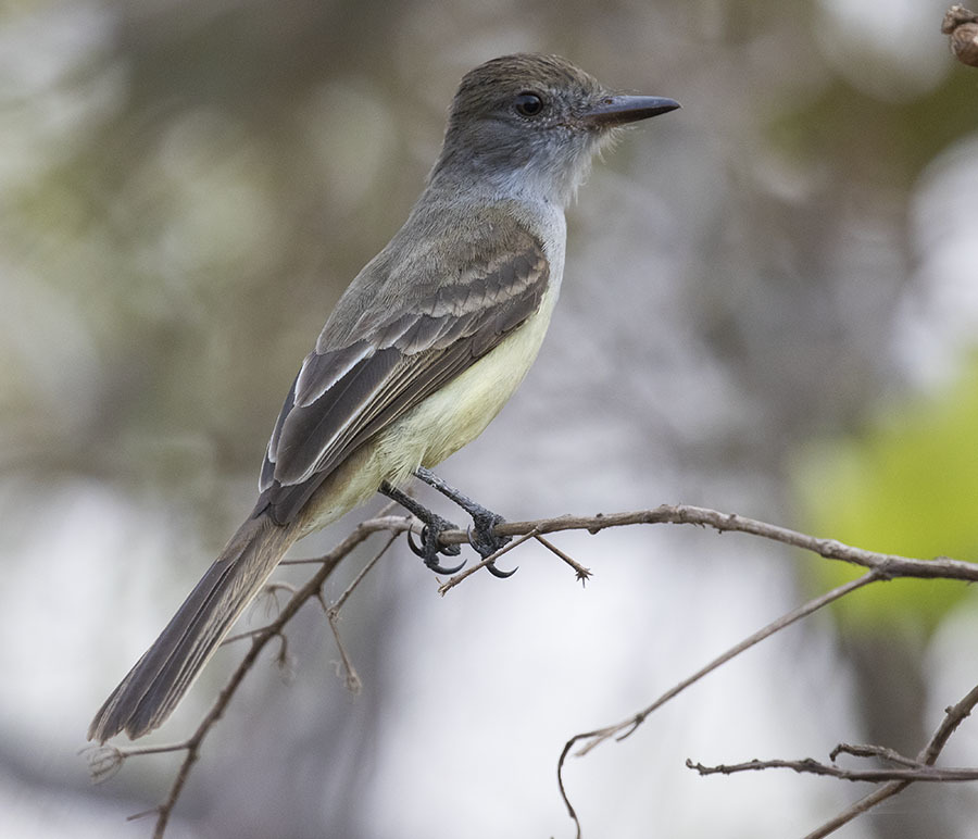 Short-crested Flycatcher photo