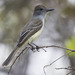 Short-crested Flycatcher - Photo (c) Paul Donahue, some rights reserved (CC BY-NC), uploaded by Paul Donahue