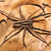 Rabid Wolf Spider - Photo (c) David Hill, some rights reserved (CC BY)