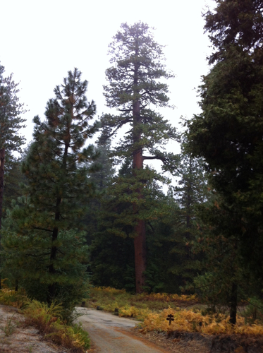 iNaturalist observation photo of Western Ponderosa Pine