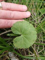 Hydrocotyle robusta