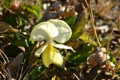 Viola altaica