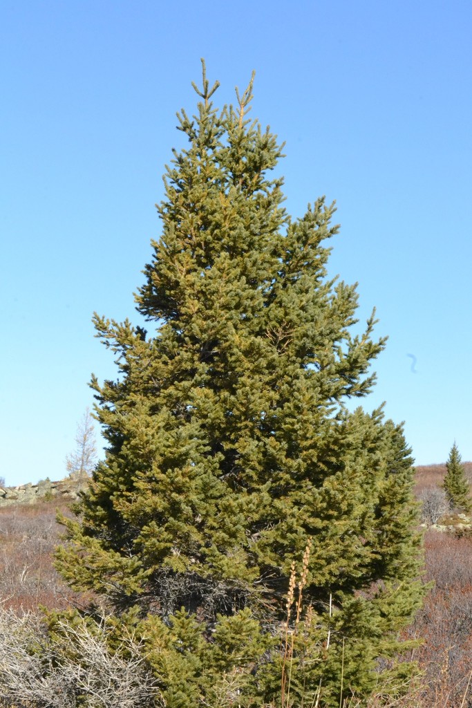 Siberian spruce (Picea obovata) Botanical Realm