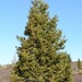 Picea obovata - Photo (c) Irina Krug, μερικά δικαιώματα διατηρούνται (CC BY-NC), uploaded by Irina Krug